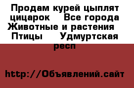 Продам курей цыплят,цицарок. - Все города Животные и растения » Птицы   . Удмуртская респ.